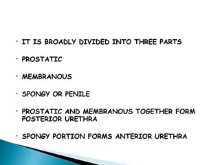  IT IS BROADLY DIVIDED INTO THREE PARTS
 PROSTATIC
 MEMBRANOUS
 SPONGY OR PENILE
 PROSTATIC AND MEMBRANOUS TOGETHER FORM
POSTERIOR URETHRA
 SPONGY PORTION FORMS ANTERIOR URETHRA
 