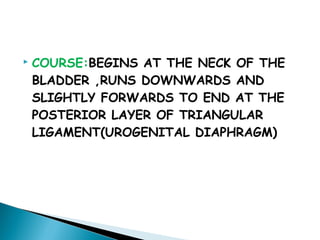  COURSE:BEGINS AT THE NECK OF THE
BLADDER ,RUNS DOWNWARDS AND
SLIGHTLY FORWARDS TO END AT THE
POSTERIOR LAYER OF TRIANGULAR
LIGAMENT(UROGENITAL DIAPHRAGM)
 