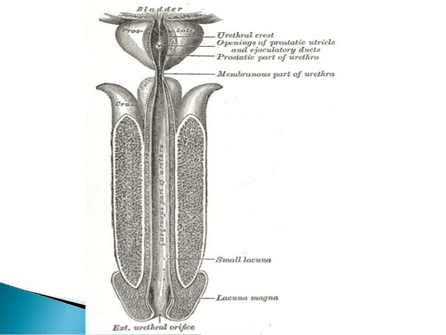 anatomy of male urethra