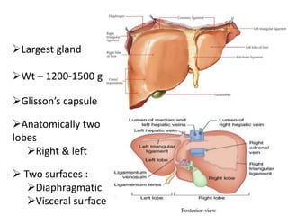 Glisson Anatomy , physiology and applied of Hepatic lobuleby Dr madhurima | PPTX