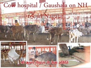 Cow hospital / Gaushala on NH
65, in Nagaur
 