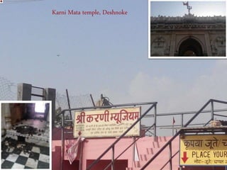 Karni Mata temple, Deshnoke
 