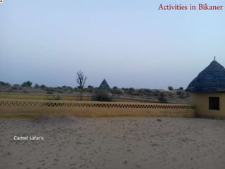 Activities in Bikaner
Camel safaris
 