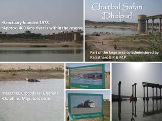 Chambal Safari
(Dholpur)
•Sanctuary founded 1978
•Approx. 400 Kms river is within the reserve
•Maggars, Crocodiles, Gharials
•Dolphins, Migratory birds
Part of the large area co-administered by
Rajasthan, U.P & M.P
 
