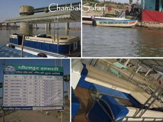 Chambal Safari
 
