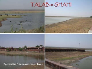 •Species like Fish, snakes, water birds.
TALAB-e-SHAHI
 