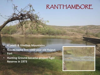RANTHAMBORE
• Aravalli & Vindhya Mountains
• Got its name frm 1000 year old Rajput
Fort
• Hunting Ground became project Tiger
Reserve in 1973
 
