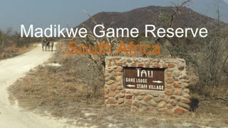 Madikwe Game Reserve
South Africa
 