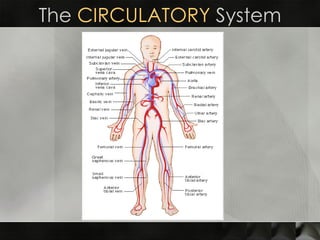 The  CIRCULATORY  System 