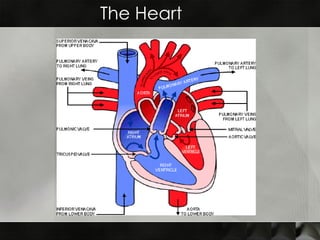 The Heart 