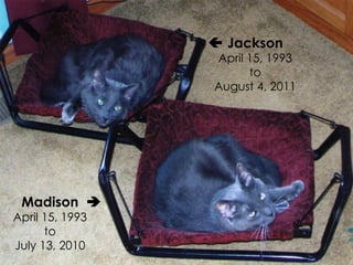 Jackson
April 15, 1993
to
August 4, 2011

Madison
April 15, 1993
to
July 13, 2010

 