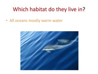 Which habitat do they live in?All oceans mostly warm water