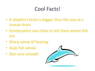 Cool Facts!A dolphin’s brain is bigger than the size of a human brainEcholocation use clicks to tell them where fish are Sharp sense of hearing Gulp fish wholeSkin very smooth