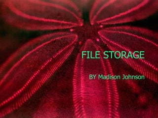 FILE STORAGE BY Madison Johnson 