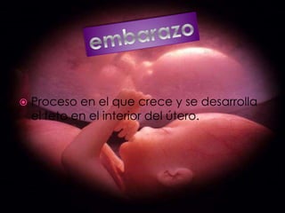 Proceso en el que crece y se desarrolla el feto en el interior del útero.embarazo