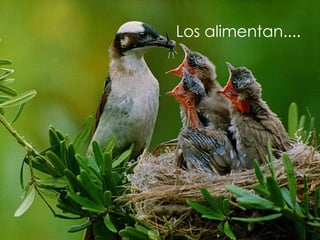 Los alimentan....
 