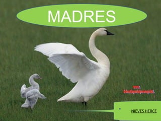 NIEVES HERCE MADRES www. laboutiquedelpowerpoint. com 