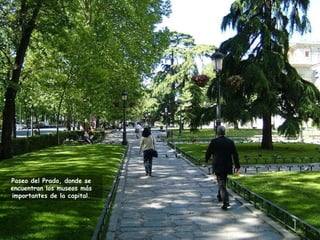 Paseo del Prado, donde se encuentran los museos más importantes de la capital. 