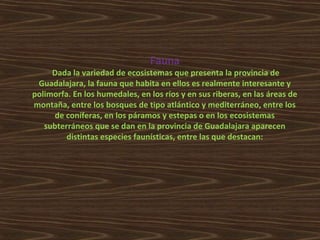 Fauna

Dada la variedad de ecosistemas que presenta la provincia de
Guadalajara, la fauna que habita en ellos es realmente interesante y
polimorfa. En los humedales, en los ríos y en sus riberas, en las áreas de
montaña, entre los bosques de tipo atlántico y mediterráneo, entre los
de coníferas, en los páramos y estepas o en los ecosistemas
subterráneos que se dan en la provincia de Guadalajara aparecen
distintas especies faunísticas, entre las que destacan:

 