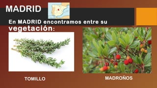 En MADRID encontramos entre su
vegetación:
TOMILLO MADROÑOS
MADRID
 
