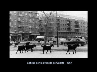 Cabras por la avenida de Oporto - 1967 