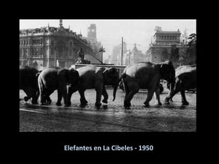 Elefantes en La Cibeles - 1950 