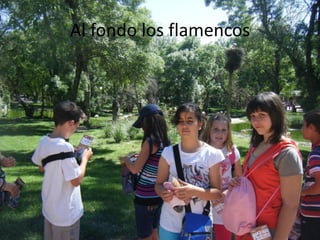 Al fondo los flamencos
 