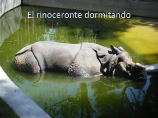El rinoceronte dormitando
 