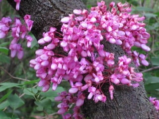 En el recorido abundan árboles del amor.
        FLOR del arbol del amor
 