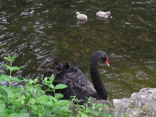 Ahora el embarcadero lo ocupan cisnes
 y patos, pero antaño tuvo un uso más
  romántico. Por el los invitados de los
 duques de Osuna accedían navegando
            hasta el Casino.
 