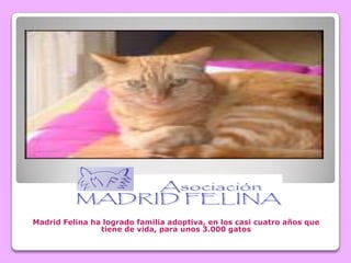 Madrid Felina ha logrado familia adoptiva, en los casi cuatro años que
                tiene de vida, para unos 3.000 gatos
 