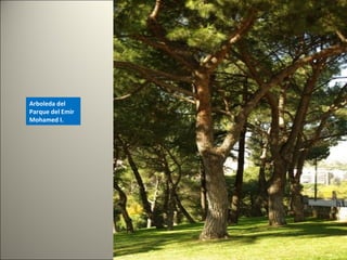 Arboleda del
Parque del Emir
Mohamed I.
 