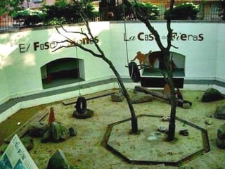 la casa de fieras del retiro El foso de monos es uno de los pocos recuerdos de la Casa de Fieras que aún se conservan en El Retiro Aunque no se trata del primer zoológico de la capital,  los madrileños recuerdan con cariño y nostalgia las visitas a este rincón del parque que en su día habitaron elefantes, monos, hienas, osos y hasta celebridades de Hollywood,  como los camellos de  Lawrence de Arabia .  
