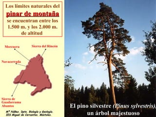 Los límites naturales del   pinar de montaña   se encuentran entre los 1.500 m. y los 2.000 m. de altitud  El  pino silves...