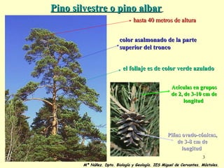 Pino silvestre o pino albar   hasta 40 metros de altura   color asalmonado de la parte superior del tronco   el follaje es...