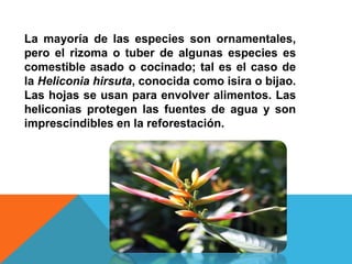 La mayoría de las especies son ornamentales,
pero el rizoma o tuber de algunas especies es
comestible asado o cocinado; tal es el caso de
la Heliconia hirsuta, conocida como isira o bijao.
Las hojas se usan para envolver alimentos. Las
heliconias protegen las fuentes de agua y son
imprescindibles en la reforestación.

 