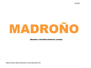 MADROÑO (Nombre científico:Arbutus unedo)   10-6-09 Marina Arias, Marina Sánchez e Irene Buendía 2ºA 