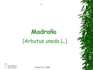 Madroño (Arbutus unedo L.) 