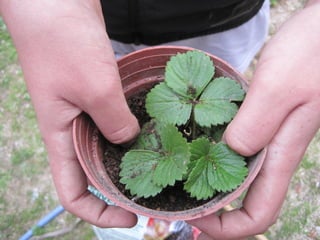 Transplantem maduixes