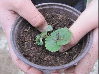 Transplantem maduixes