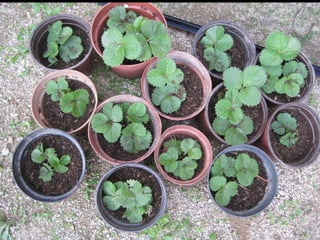 Transplantem maduixes