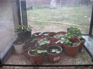 Transplantem maduixes