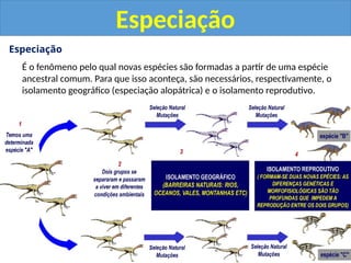 Especiação
É o fenômeno pelo qual novas espécies são formadas a partir de uma espécie
ancestral comum. Para que isso aconteça, são necessários, respectivamente, o
isolamento geográfico (especiação alopátrica) e o isolamento reprodutivo.
Especiação
 