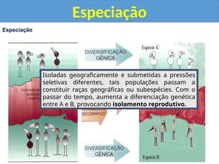 Especiação
Especiação
Isoladas geograficamente e submetidas a pressões
seletivas diferentes, tais populações passam a
constituir raças geográficas ou subespécies. Com o
passar do tempo, aumenta a diferenciação genética
entre A e B, provocando isolamento reprodutivo.
 