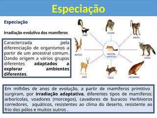 Especiação
Irradiação evolutiva dos mamíferos
Especiação
Caracterizada pela
diferenciação de organismos a
partir de um ancestral comum.
Dando origem a vários grupos
diferentes adaptados a
explorar ambientes
diferentes.
Em milhões de anos de evolução, a partir de mamíferos primitivo
surgiram, por irradiação adaptativa, diferentes tipos de mamíferos:
arborícolas, voadores (morcegos), cavadores de buracos Herbívoros
corredores, aquáticos, resistentes ao clima do deserto, resistente ao
frio dos pólos e muitos outros .
 