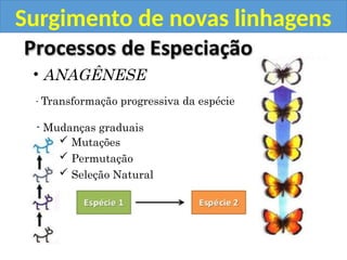Surgimento de novas linhagens
• ANAGÊNESE
- Transformação progressiva da espécie
- Mudanças graduais
 Mutações
 Permutação
 Seleção Natural
 