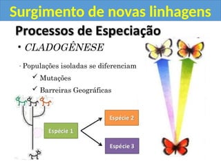 Surgimento de novas linhagens
• CLADOGÊNESE
- Populações isoladas se diferenciam
 Mutações
 Barreiras Geográficas
 