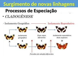 Surgimento de novas linhagens
• CLADOGÊNESE
- Isolamento Geográfico Isolamento Reprodutivo
 
