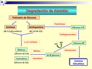Maduracion | PPT