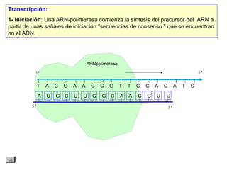 T A C G A A C C G T T G C A C A T C
A U G C U U G G C A A C G U G
Transcripción:
1- Iniciación: Una ARN polimerasa comienza la síntesis del precursor del ARN a‑
partir de unas señales de iniciación "secuencias de consenso " que se encuentran
en el ADN.
ARNpolimerasa
 